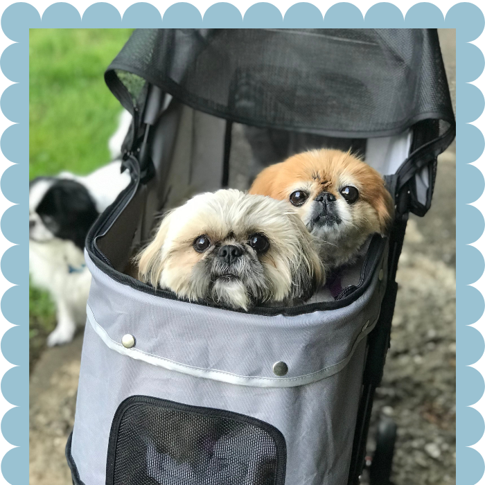 Pet Strollers